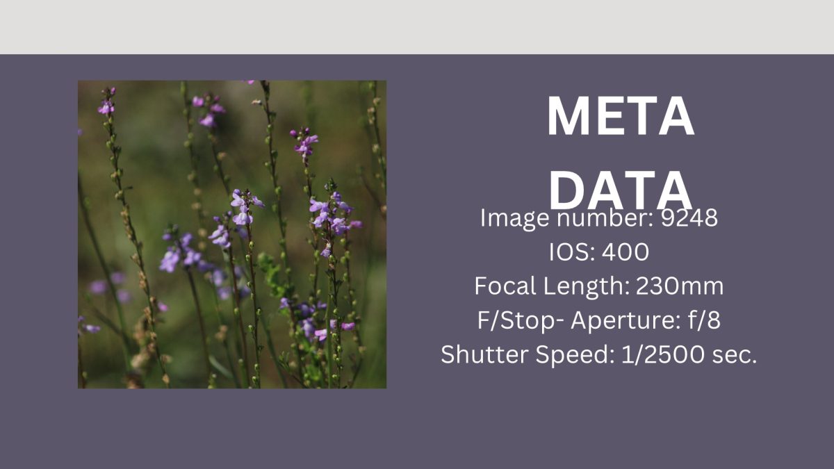 Slide4 (1)