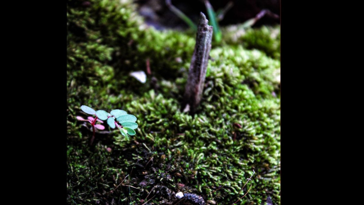 Slide4 (1)