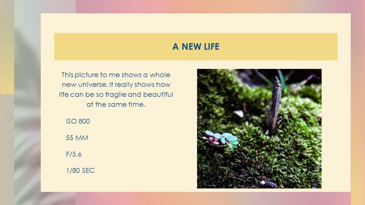 Slide5 (1)