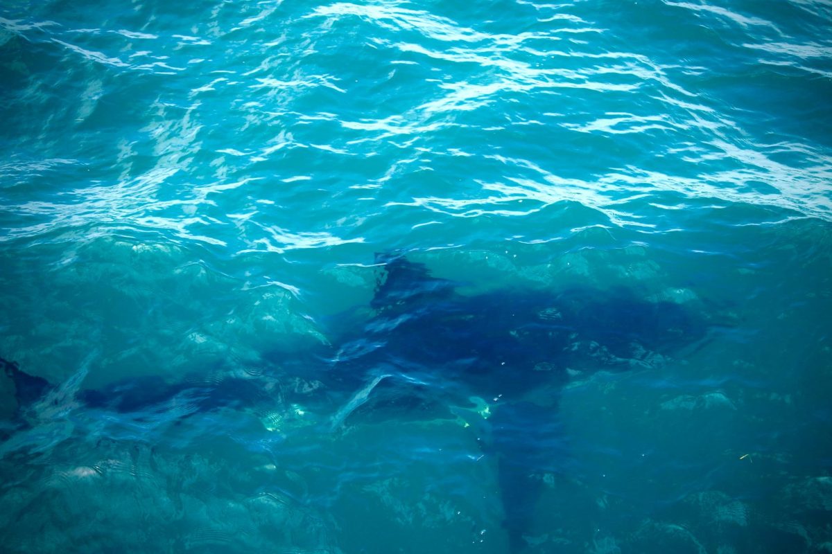 Dangers of Shark Finning